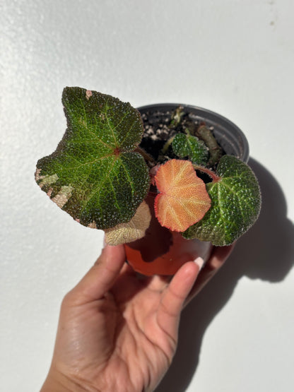 Begonia Soli Mutata Variegated (PINK)