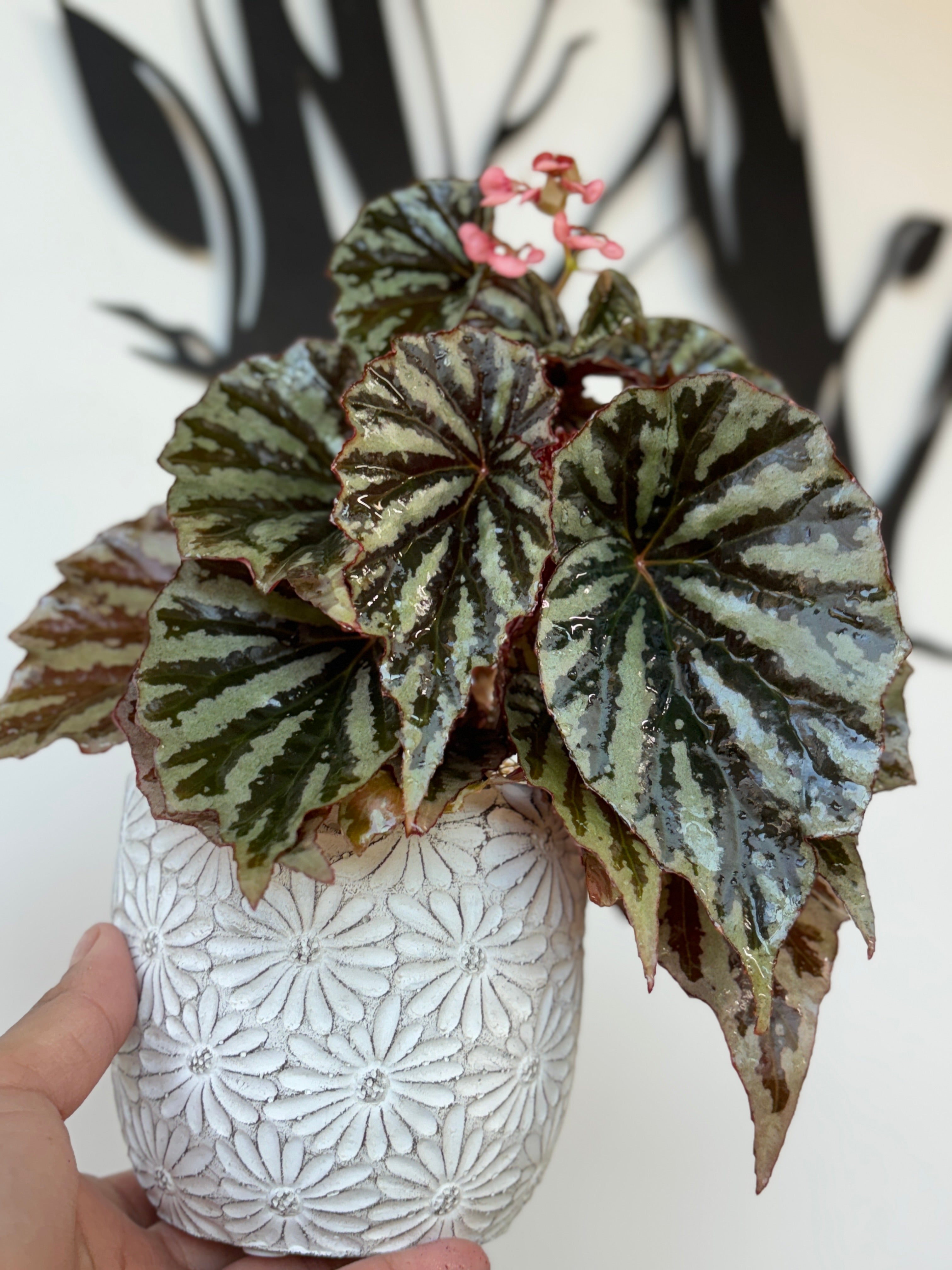 Weekly Feature- Begonia Jaya