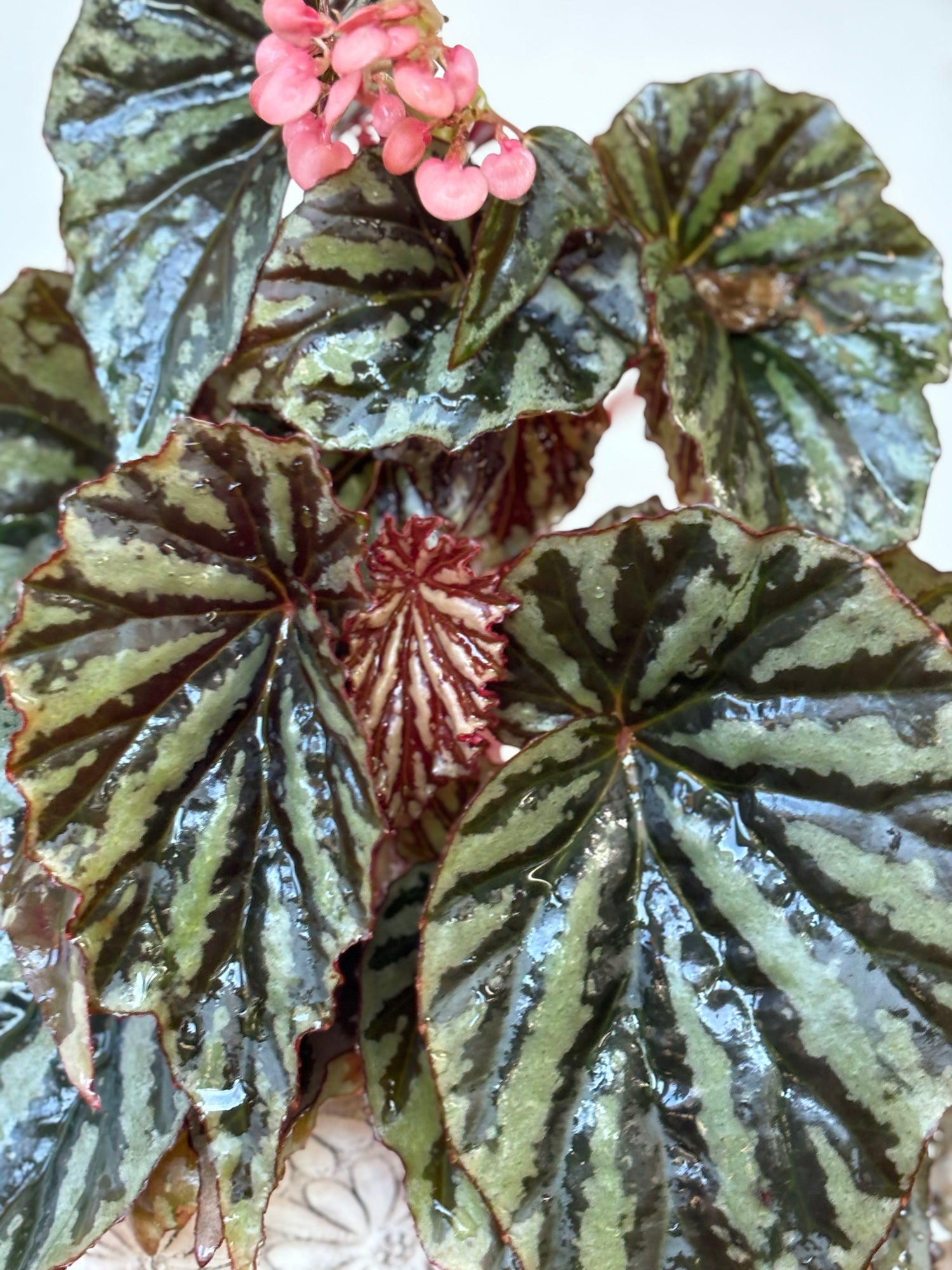 Weekly Feature- Begonia Jaya