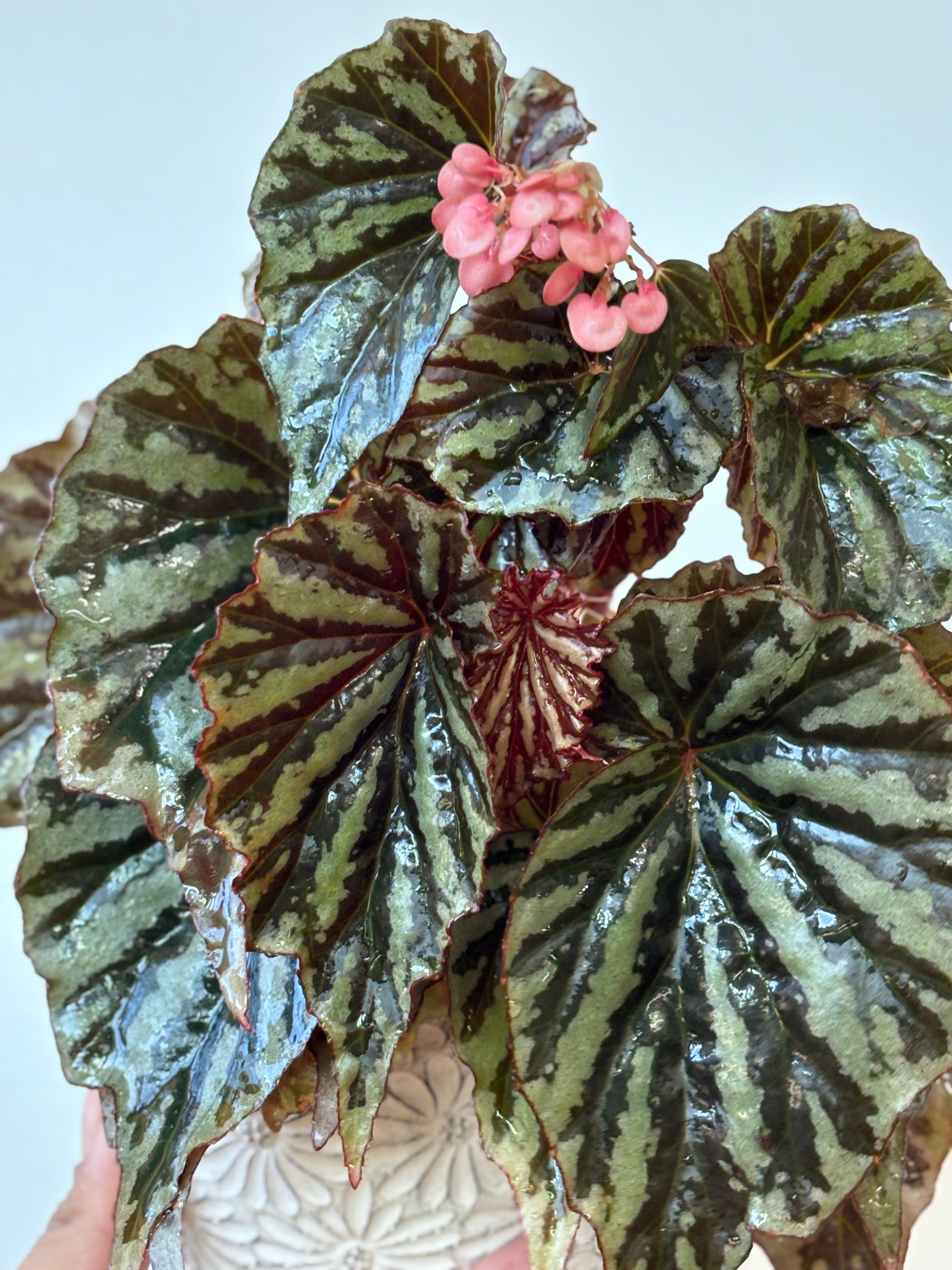 Weekly Feature- Begonia Jaya