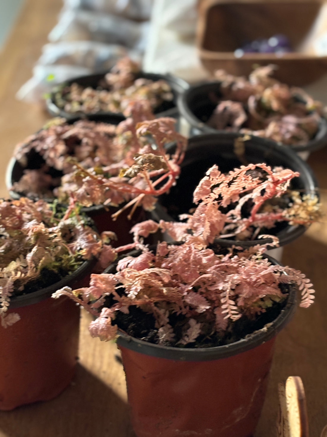 Selaginella Pink