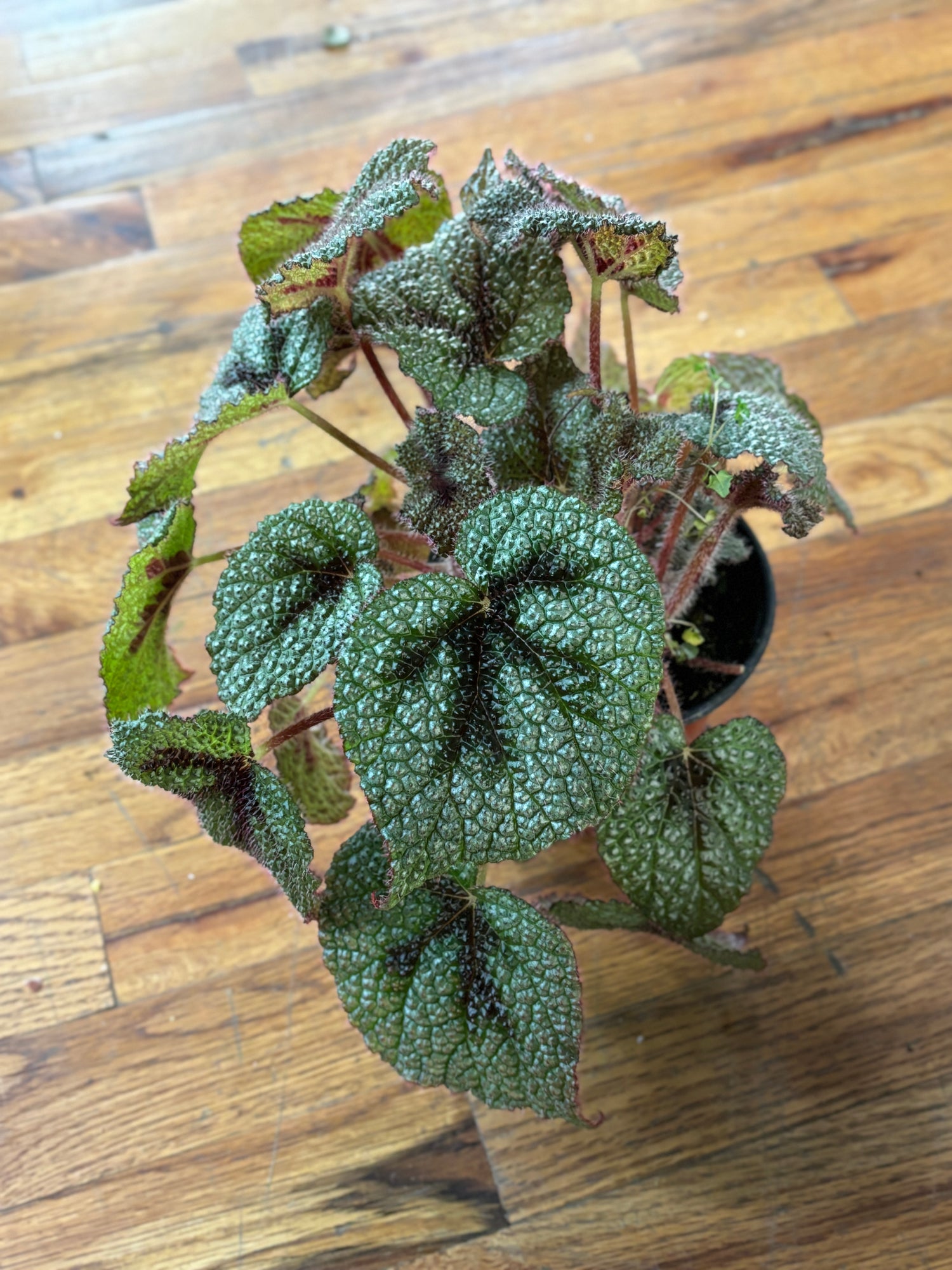 Begonia Iron Cross