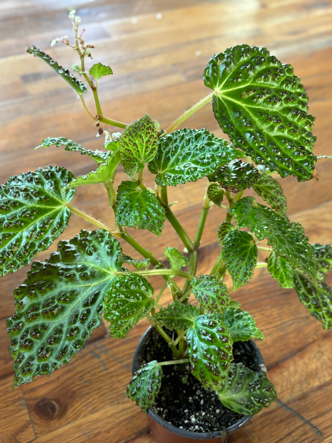 Begonia Dracopelta
