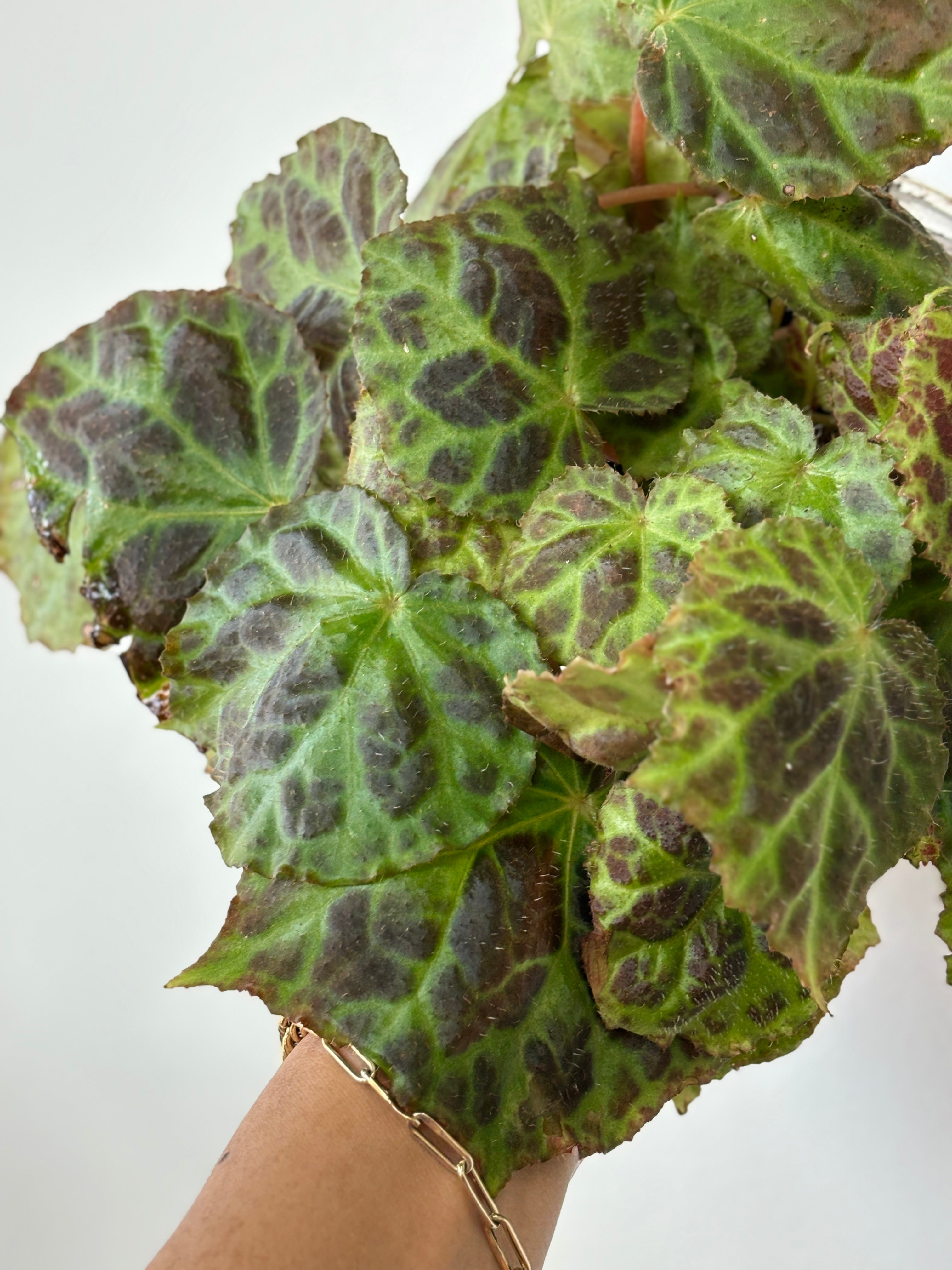 Begonia sp Sumatra