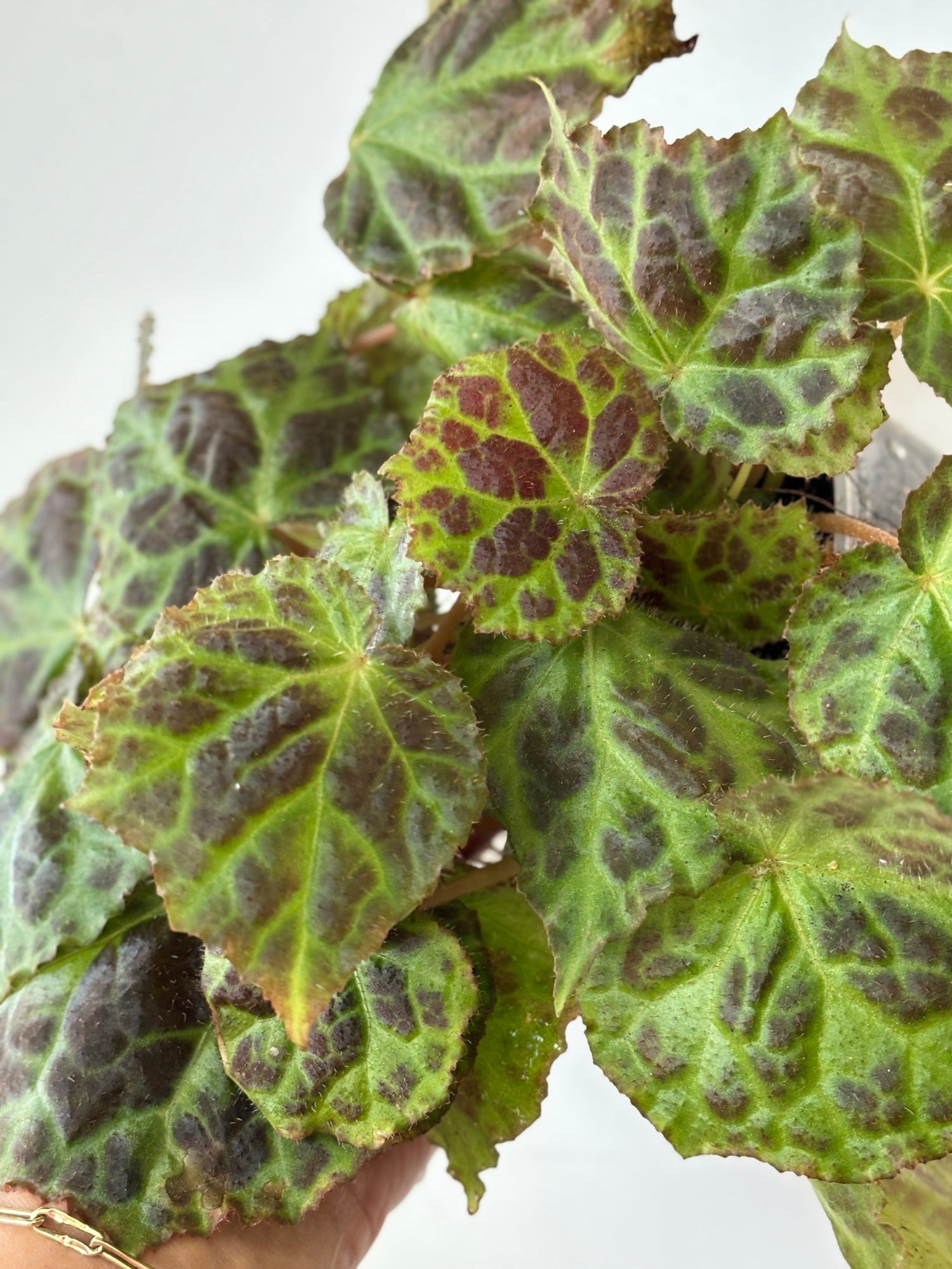 Begonia sp Sumatra