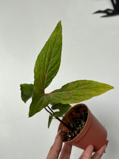 (A) Crytosperma Hambalii Pink Spot