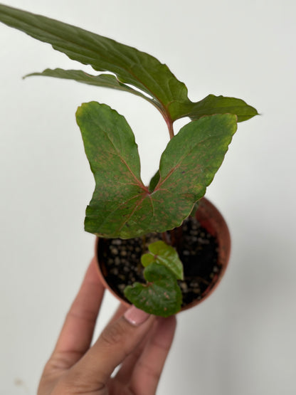 (A) Crytosperma Hambalii Pink Spot