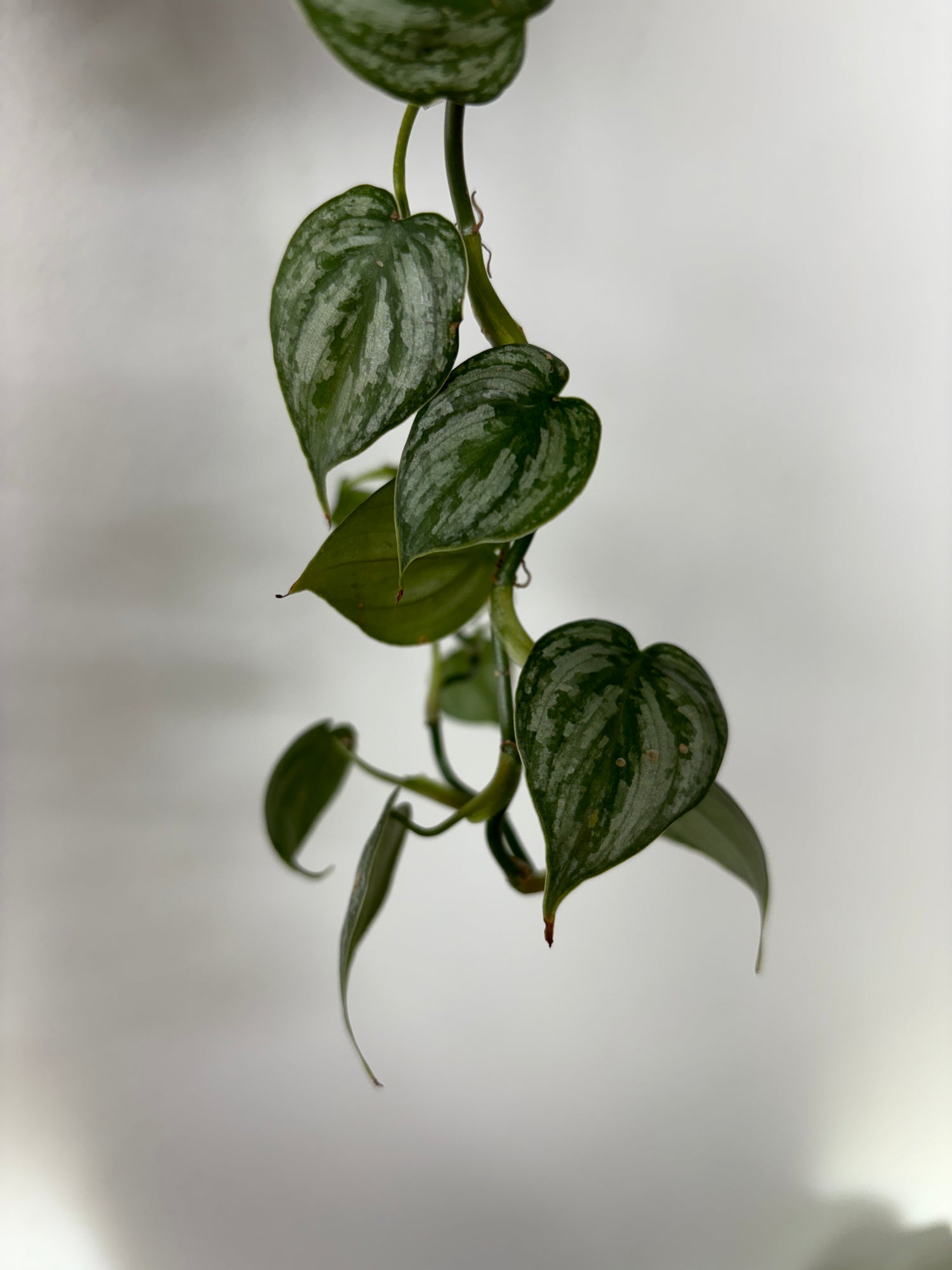 philodendron brandtianum moss pole Philodendron Brandtianum – Wilderly