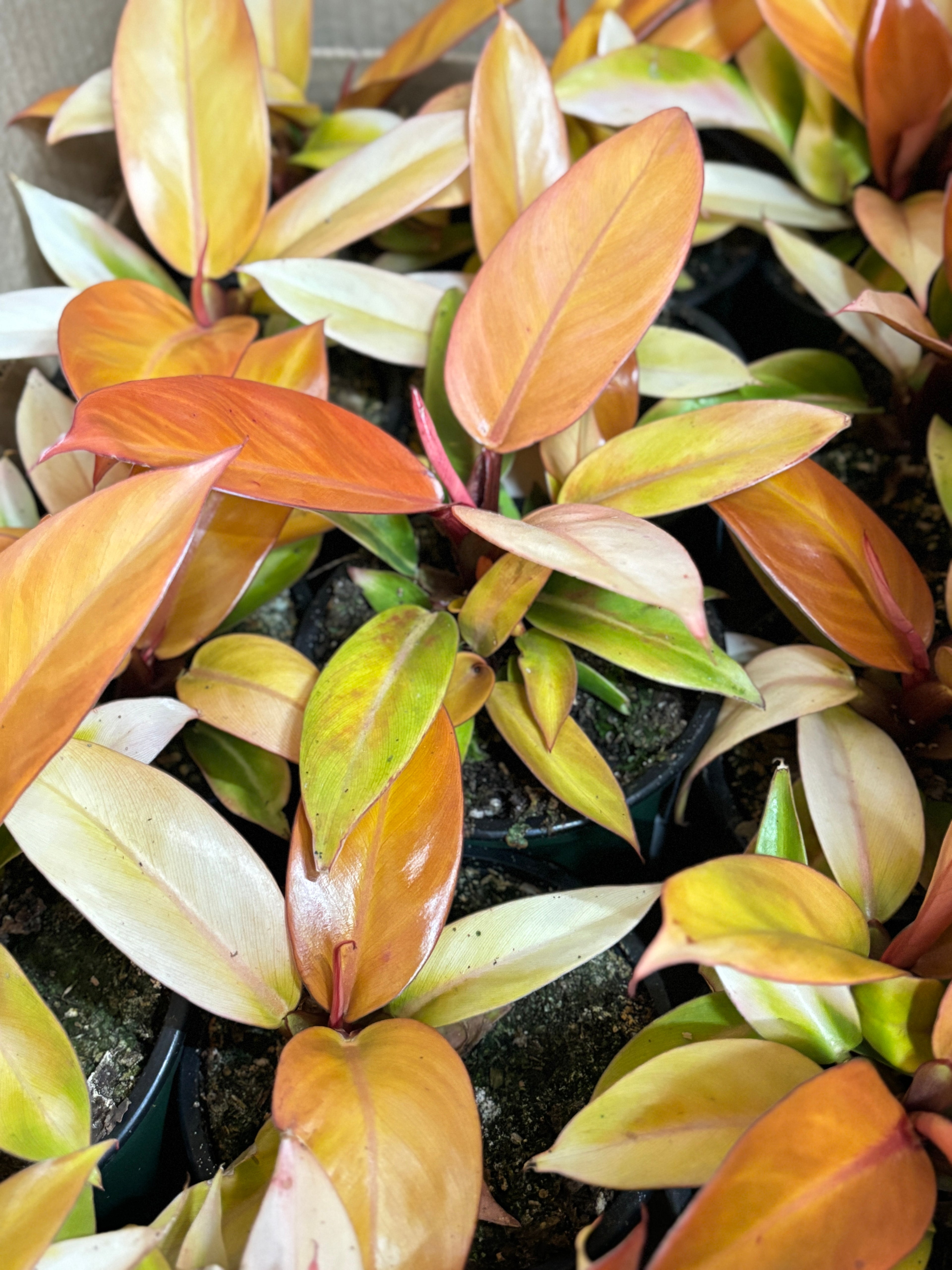 Philodendron Prince Orange