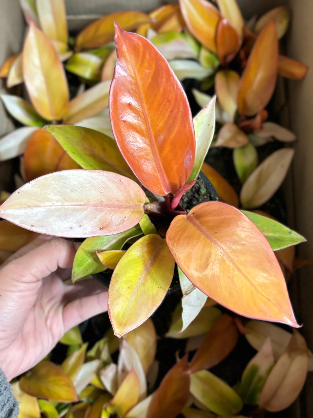 Philodendron Prince Orange
