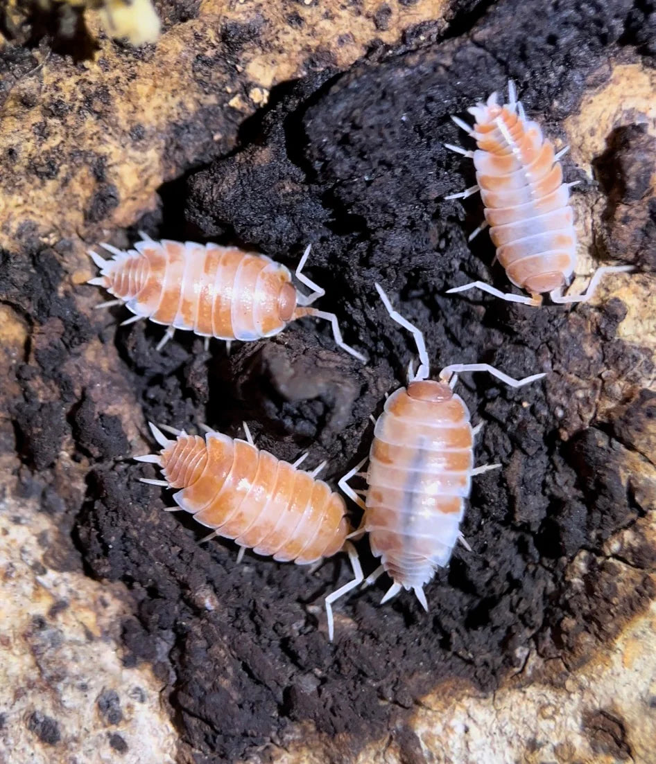 Isopods - Porcellionides Pruinosus Orange Cream