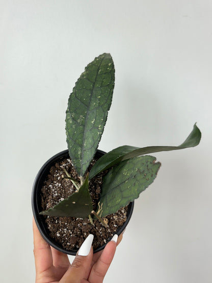 (A) Hoya Clemensiorum