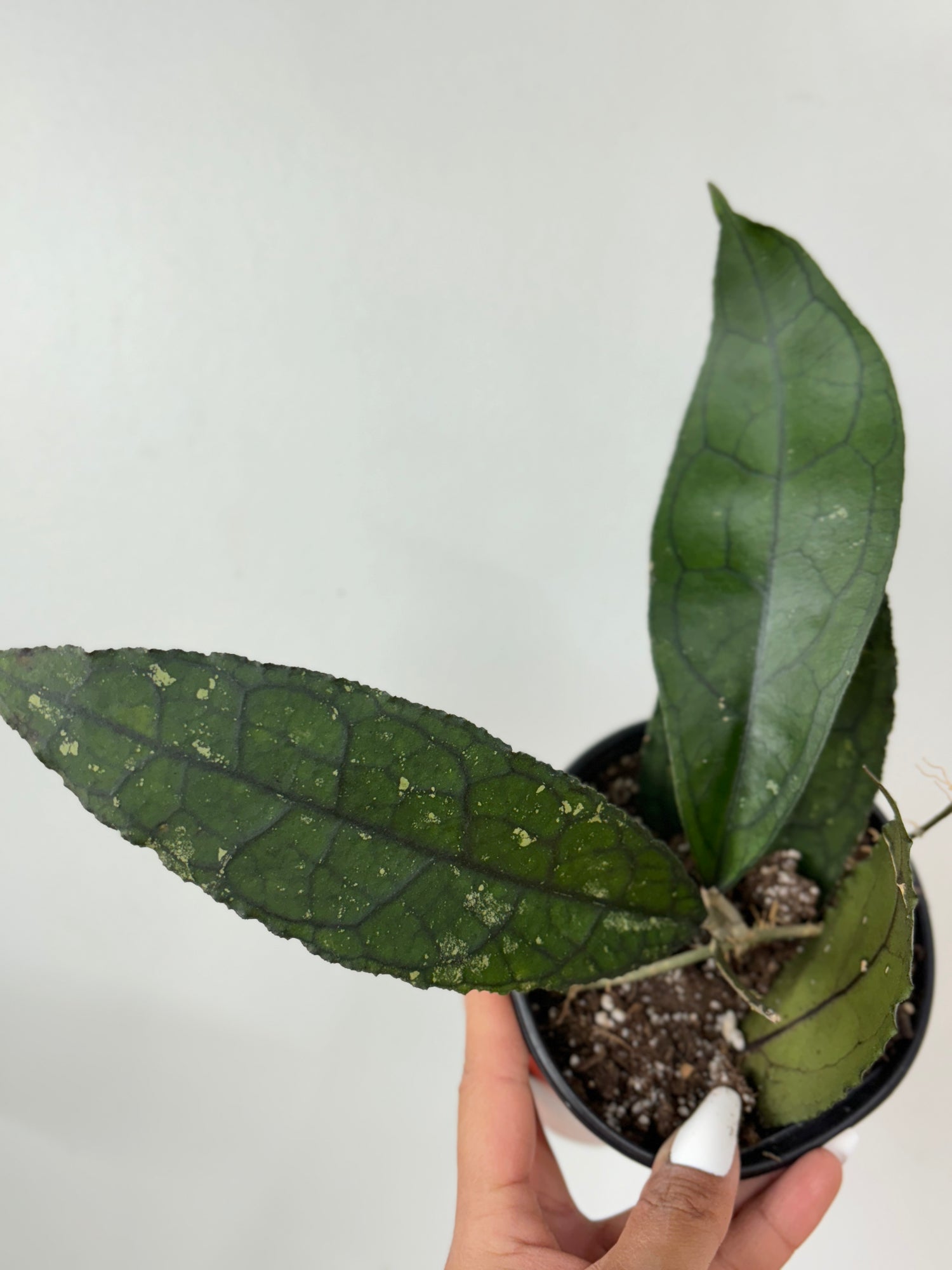 (A) Hoya Clemensiorum