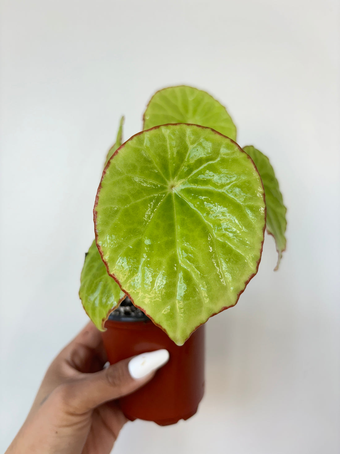 Begonia Scapigera