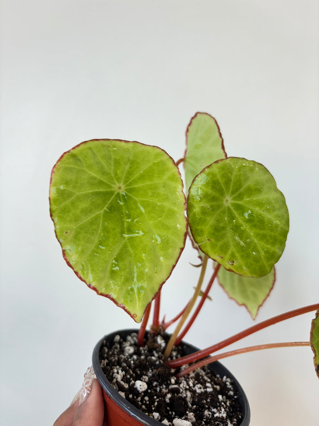 Begonia Scapigera