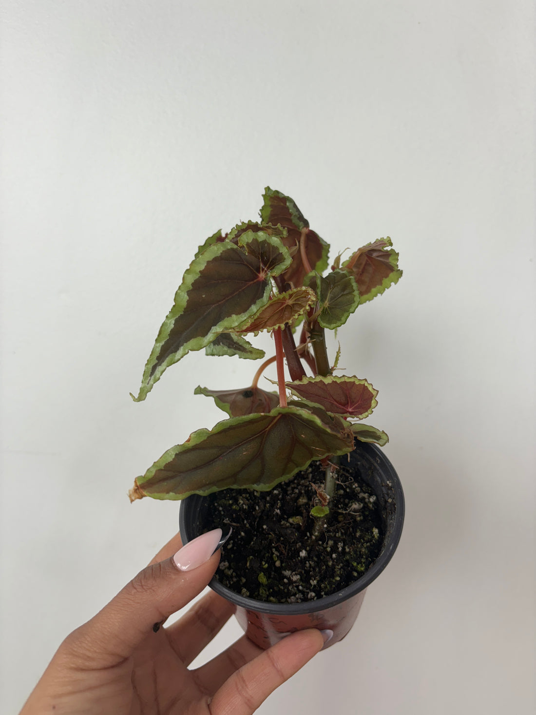 Begonia Baramensis