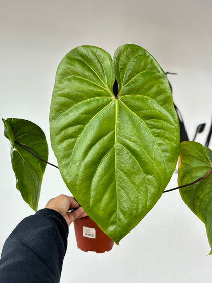 Anthurium sp &quot;Lime&quot;