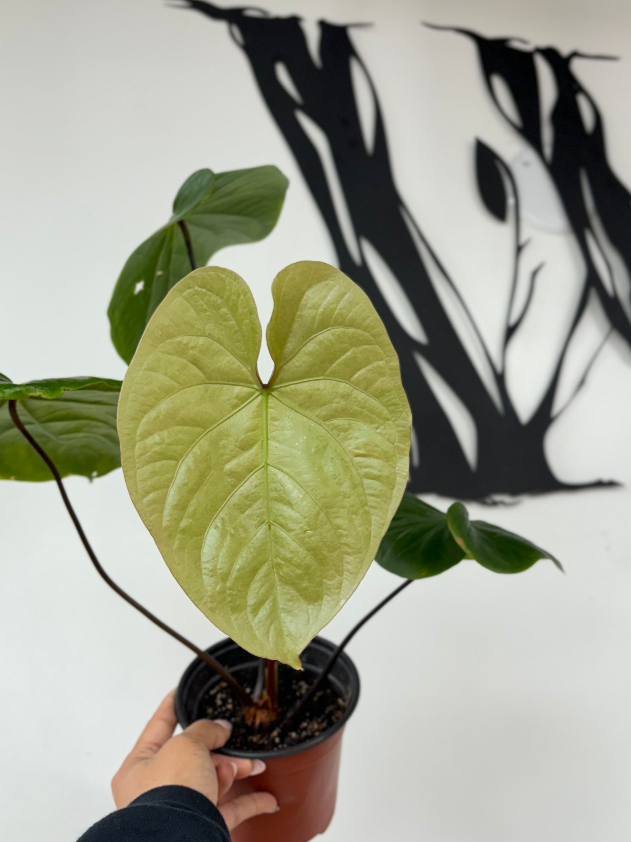 Anthurium sp &quot;Lime&quot;