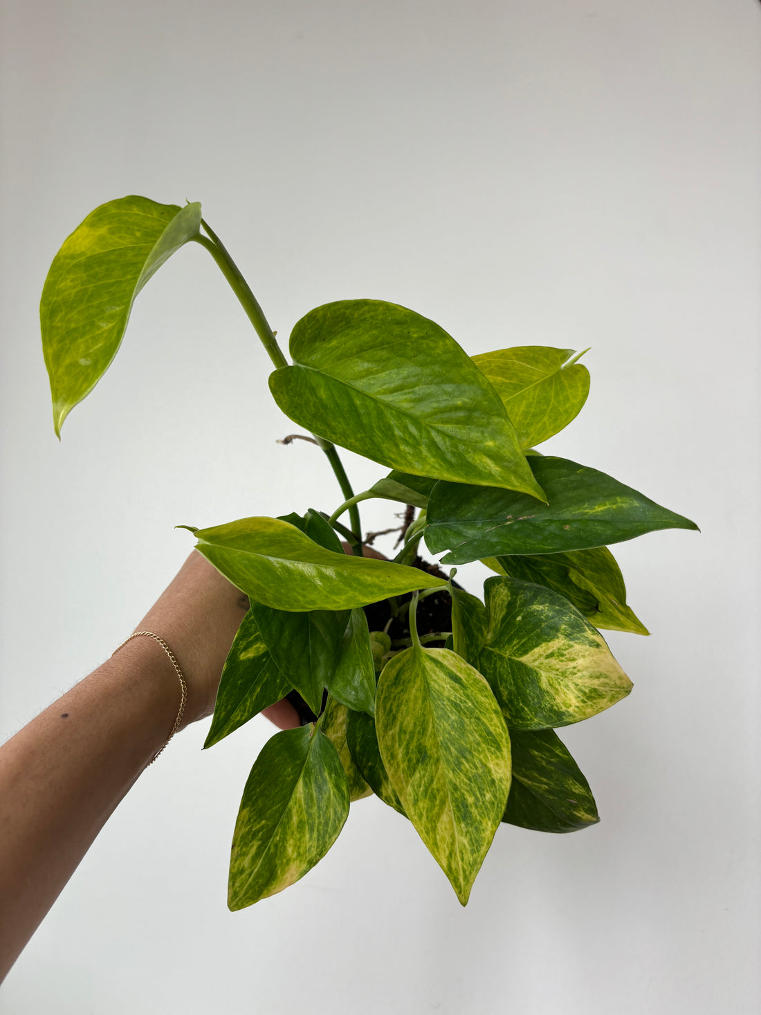 Pothos Neon Queen