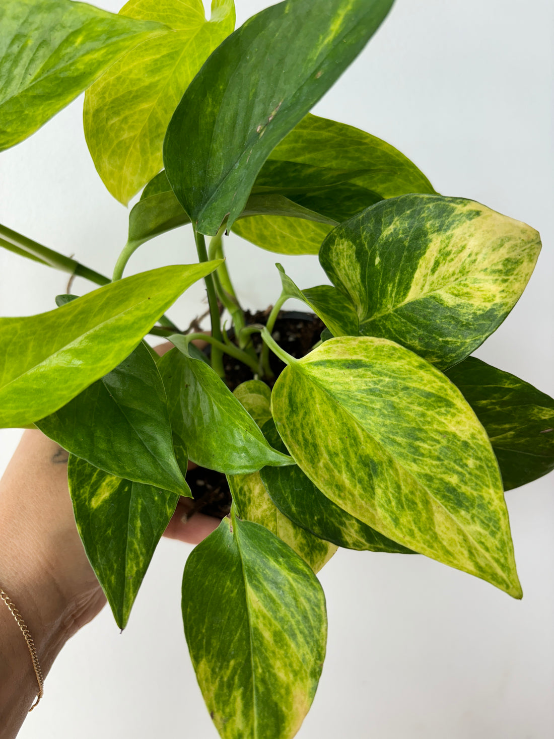 Pothos Neon Queen