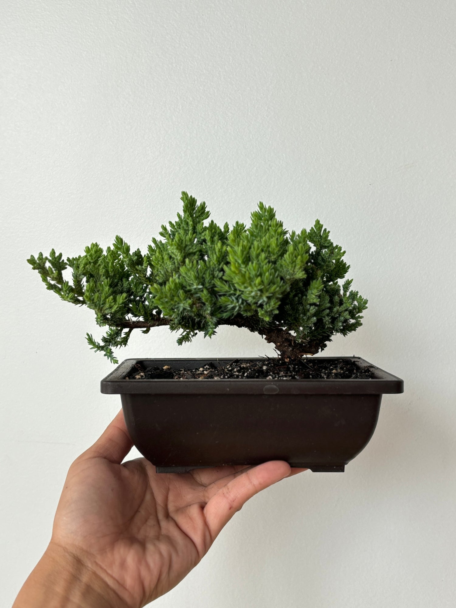 Japanese Juniper Bonsai Pot 6&quot;