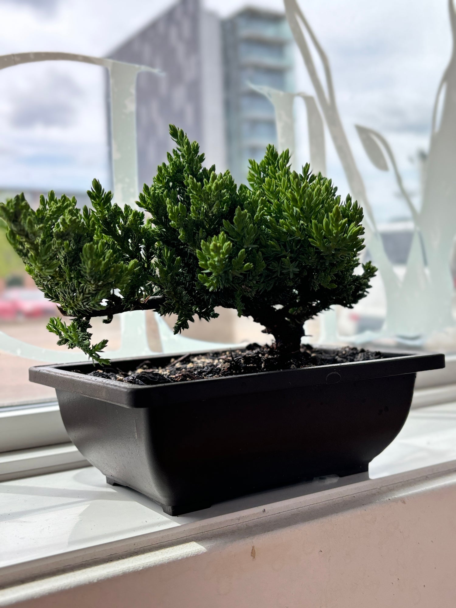 Japanese Juniper Bonsai Pot 6&quot;