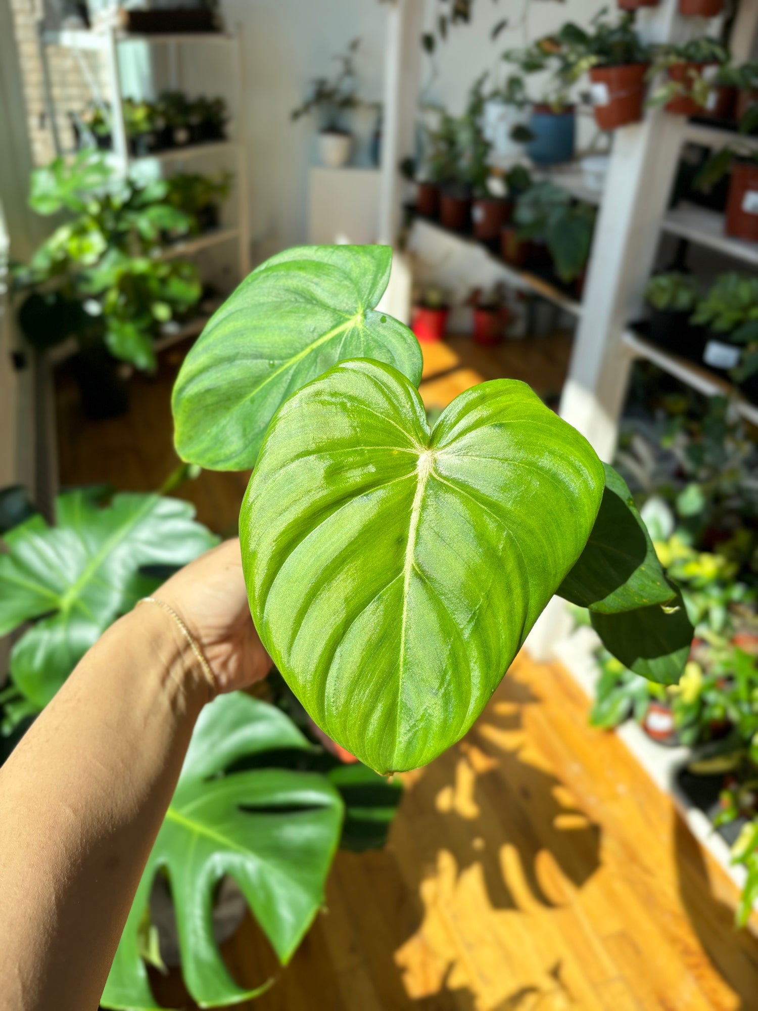philodendron dean mcdowell for sale Philodendron Dean Mcdowell – Wilderly
