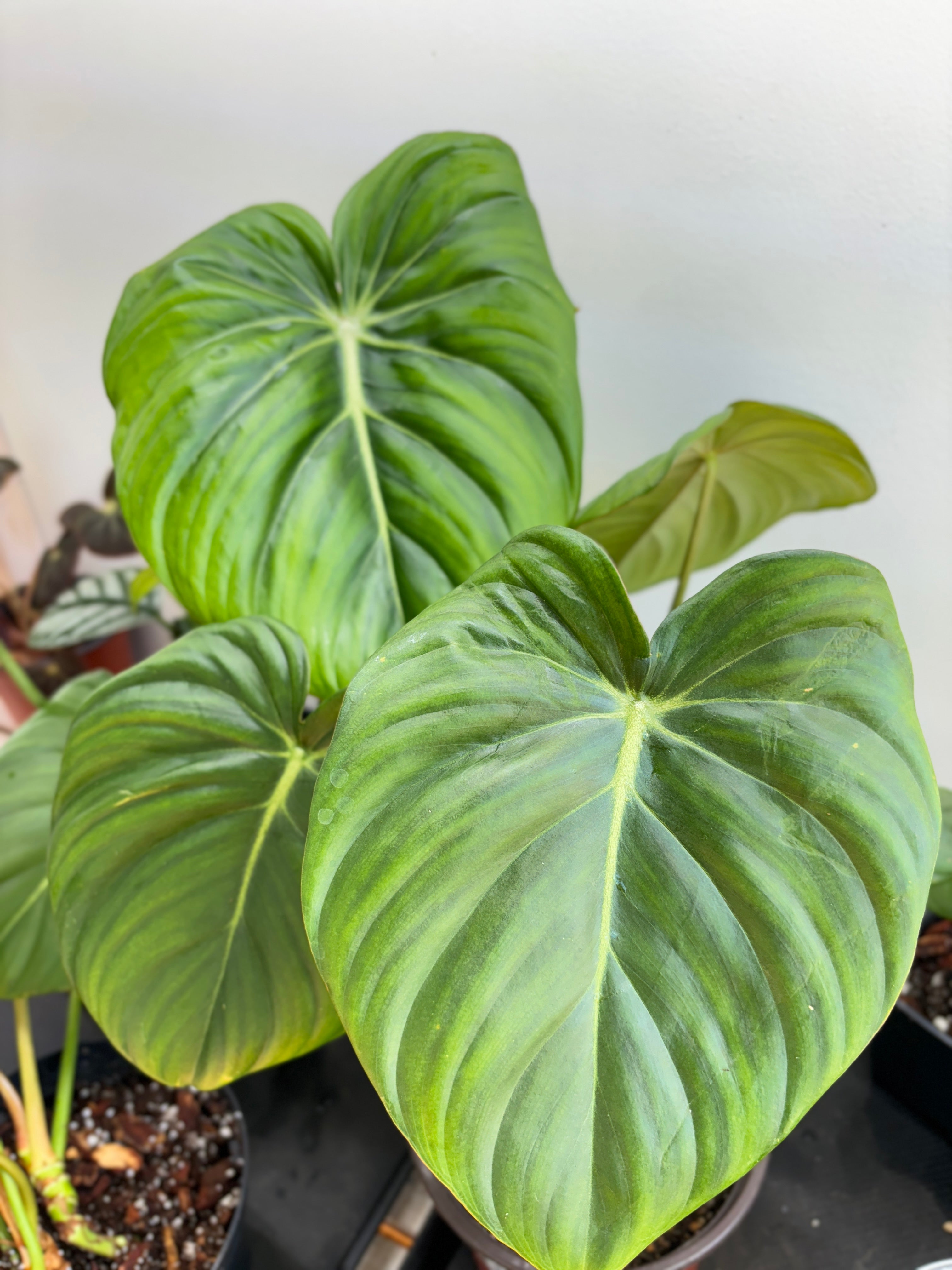 Philodendron Dean Mcdowell