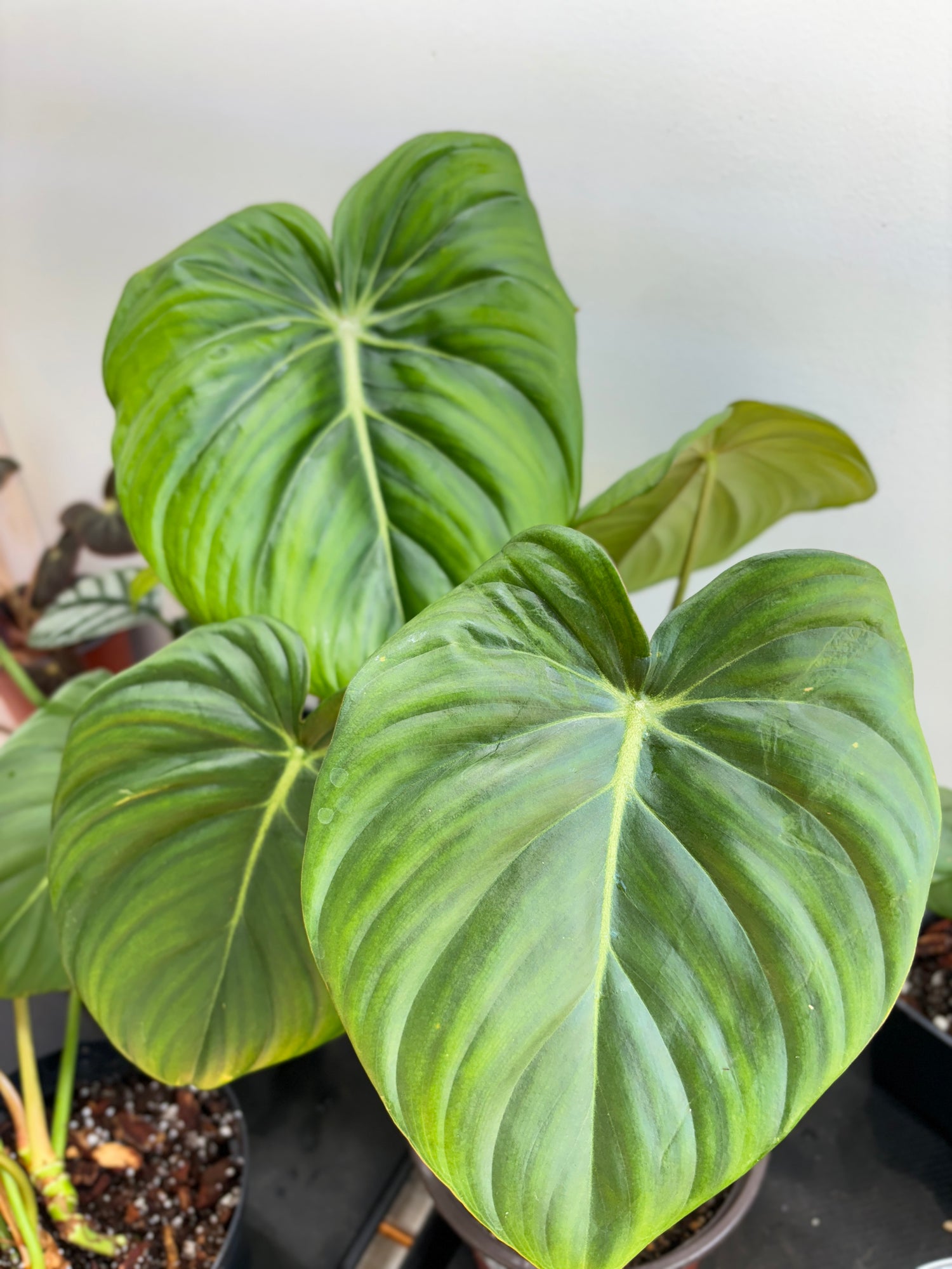 philodendron edmonton Philodendron Dean Mcdowell – Wilderly