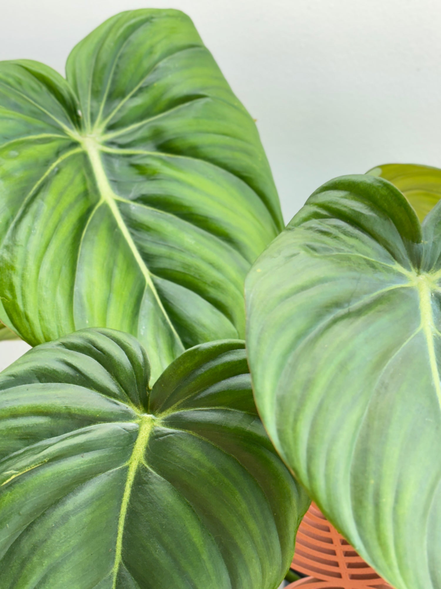 philodendron pastazanum vs mcdowell Philodendron Dean Mcdowell – Wilderly