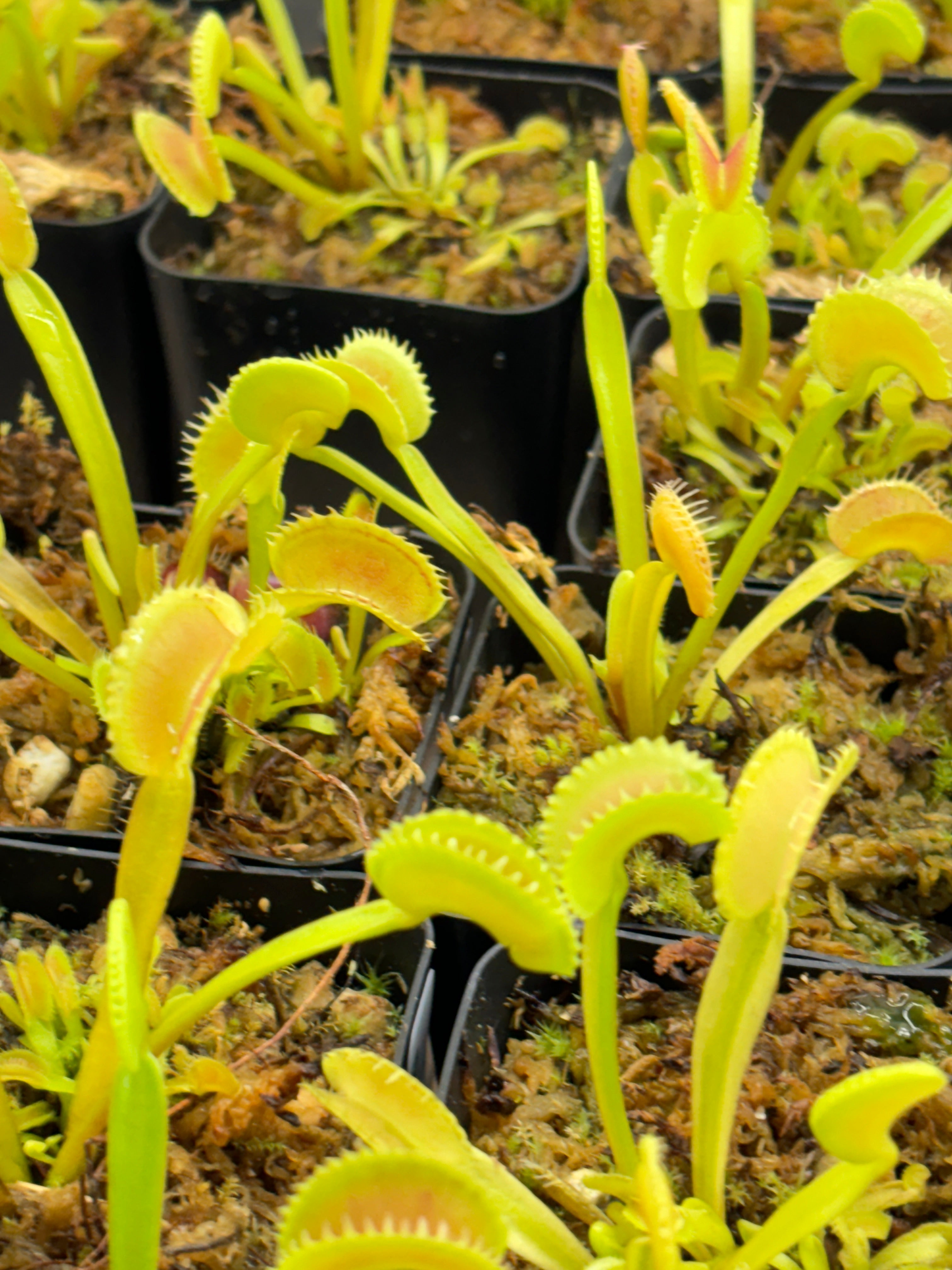 Dionaea Muscipula Dente Flytrap