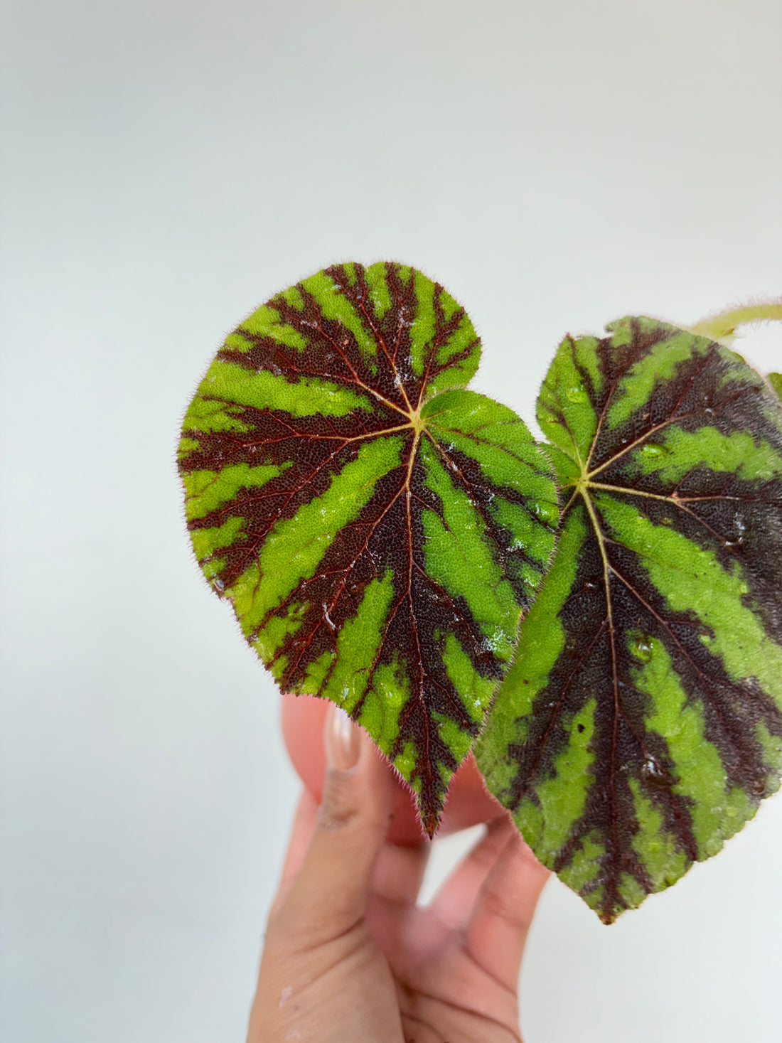 Begonia Mt. Leuser