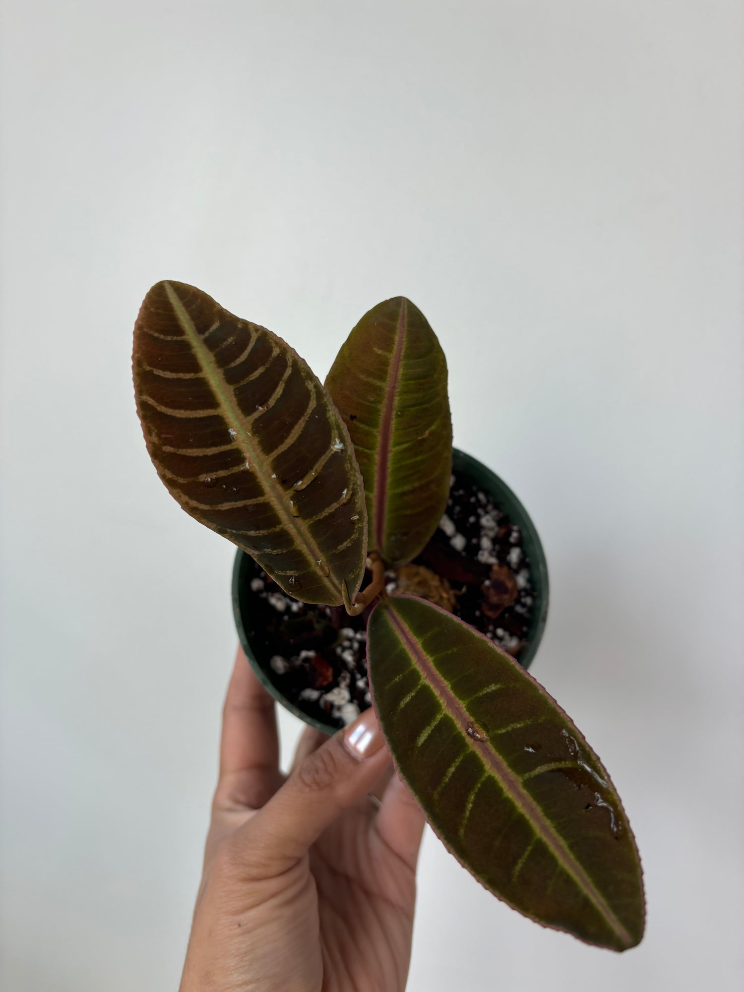 Labisia sp. Riau