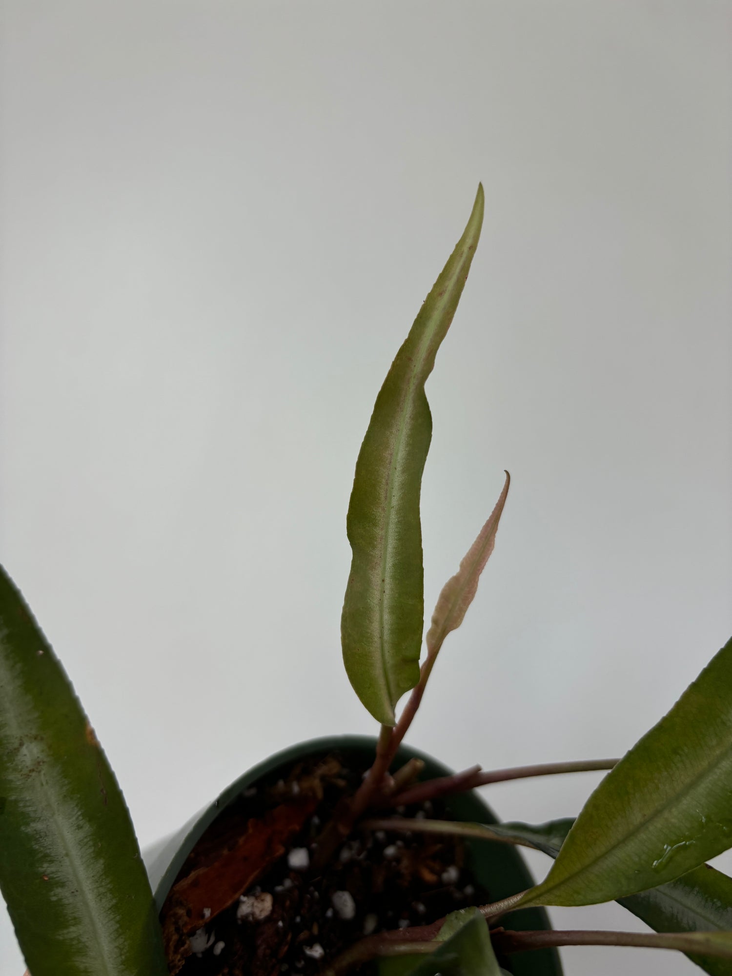 Labisia Narrow Leaf