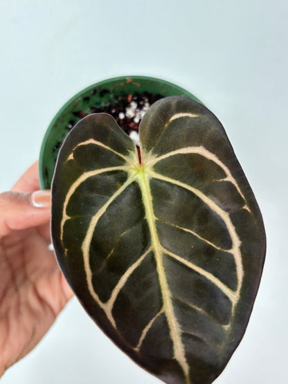 Anthurium Carlablackiae