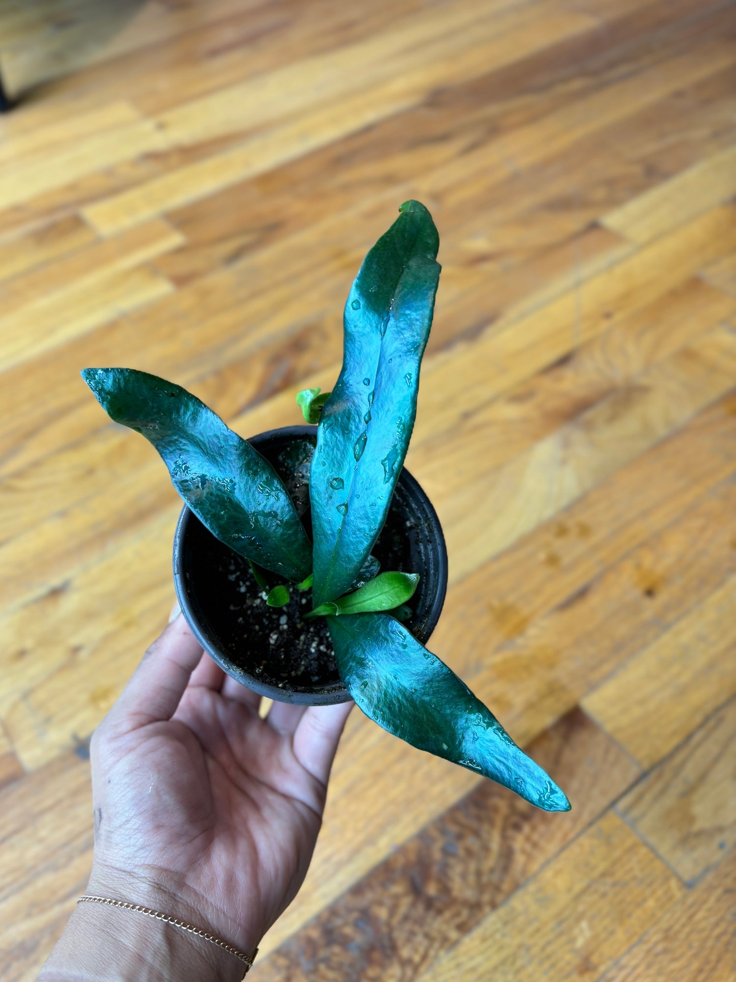 Blue Oil Fern - Microsorum Thailandicum