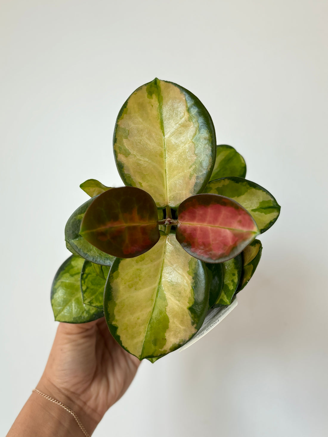 Hoya Australis Tricolor