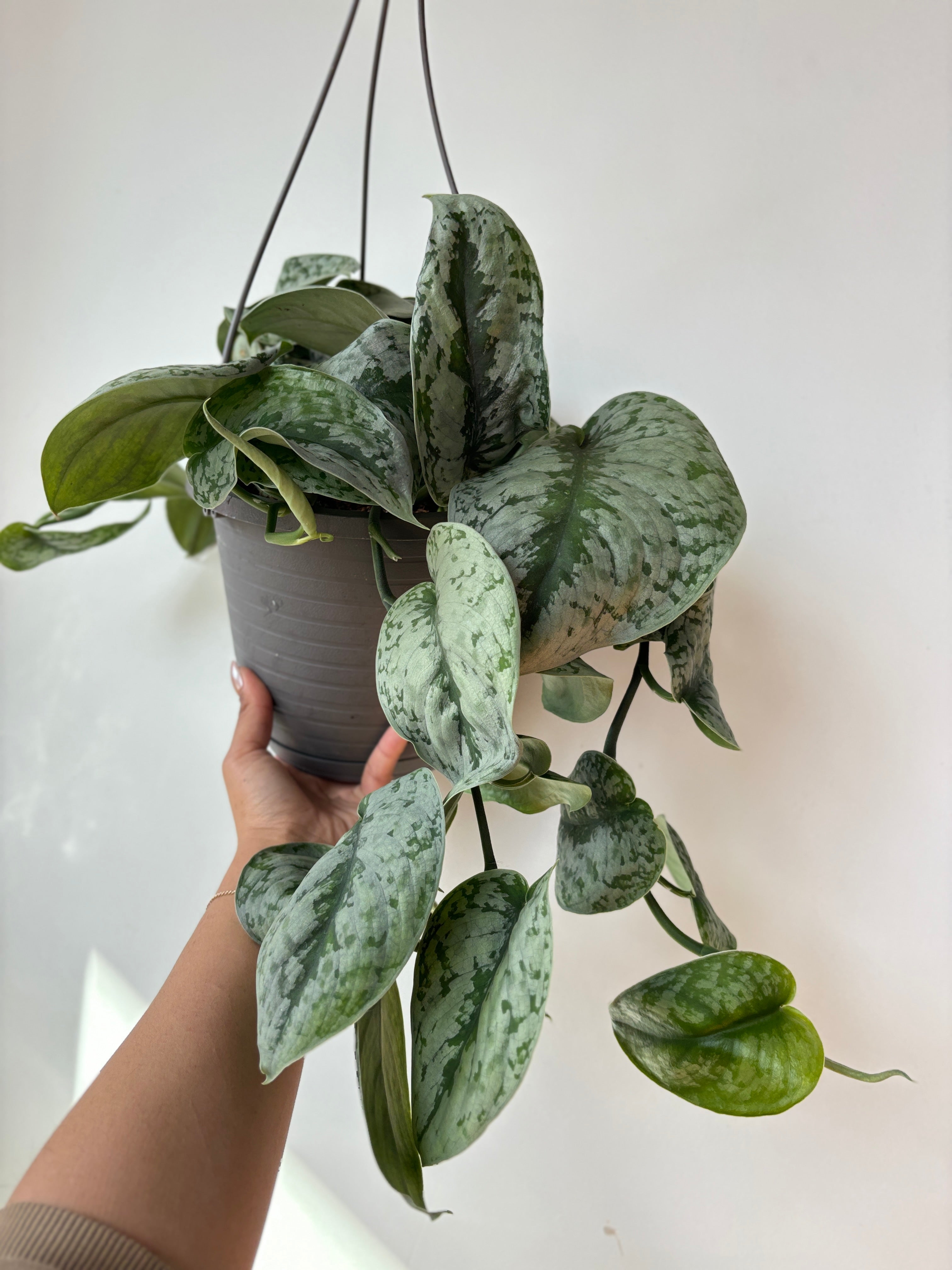 Pothos Silvery Anne HB 8&quot;