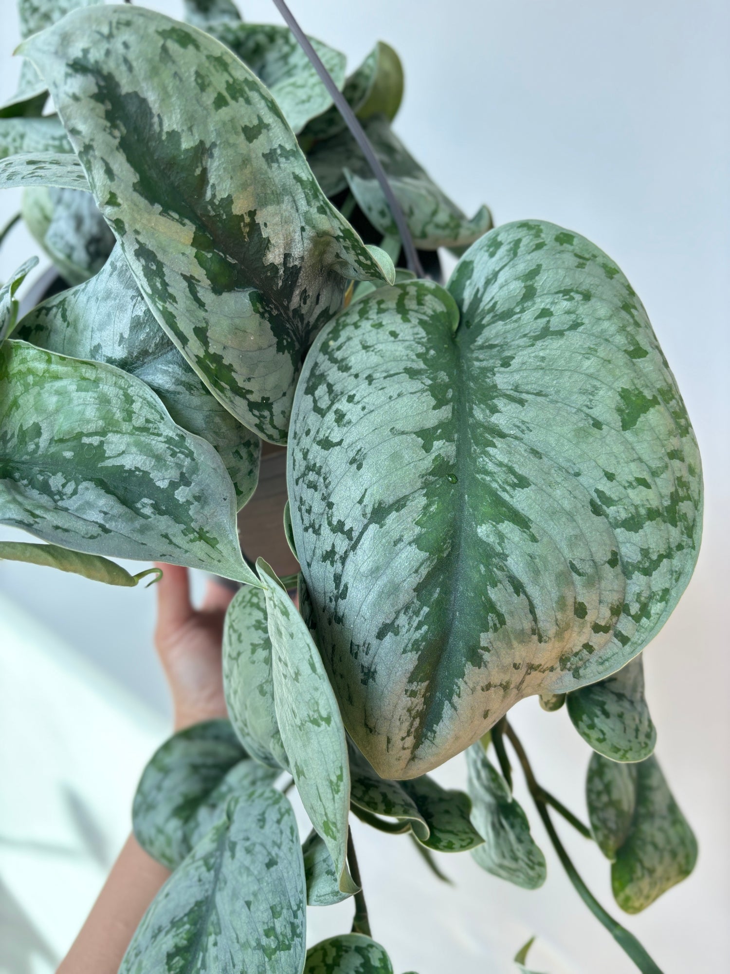 Pothos Silvery Anne HB 8&quot;