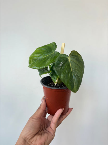 Philodendron Pastazanum