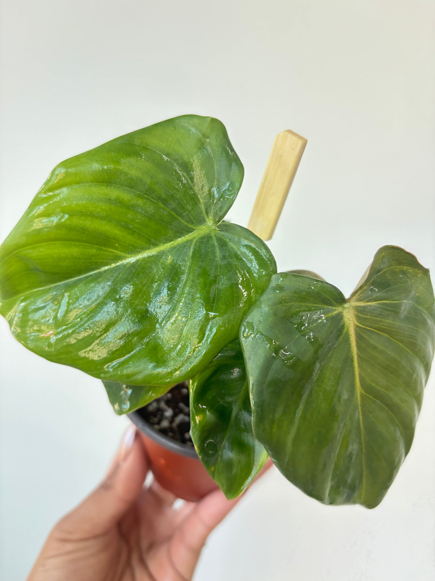 Philodendron Pastazanum