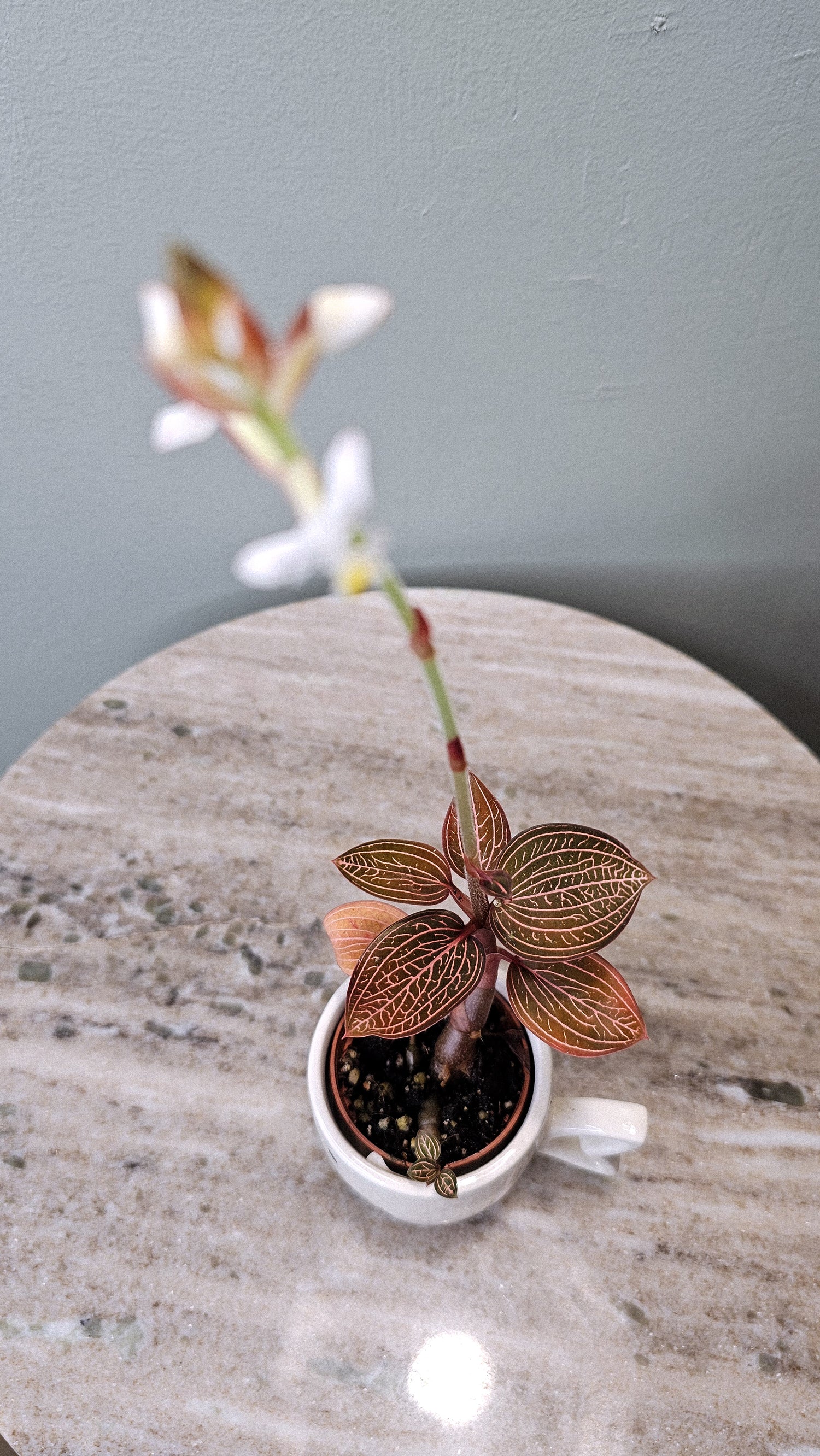 Ludisia Discolor &quot;Spiderman&quot;