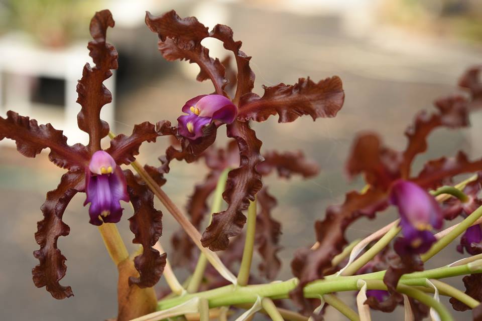 Laelia colombiana