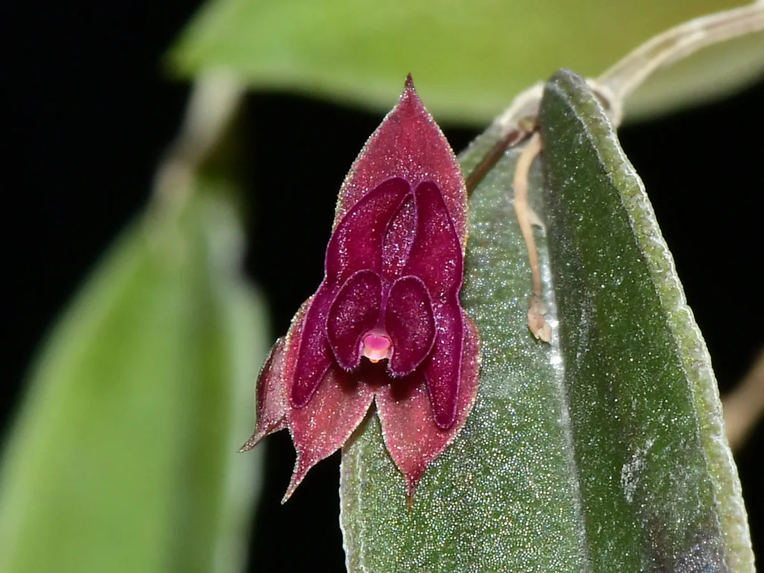 Lepanthese planadensis