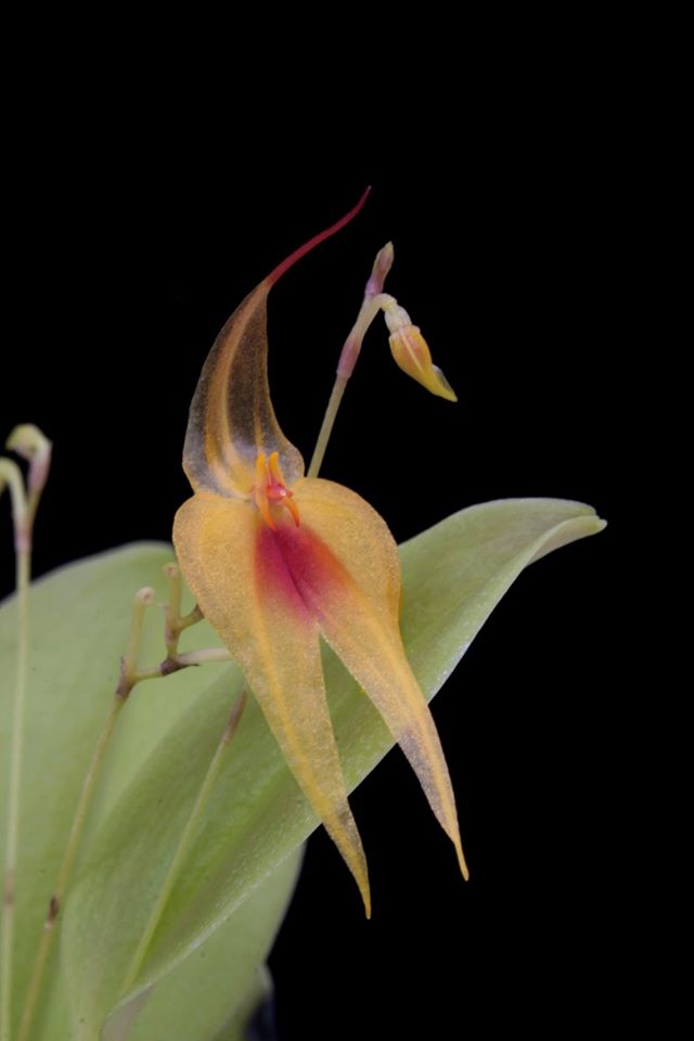 Lepanthese maxonii