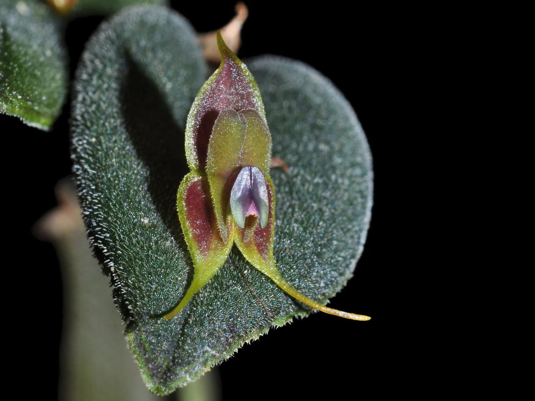 Lepanthes manabina seedling
