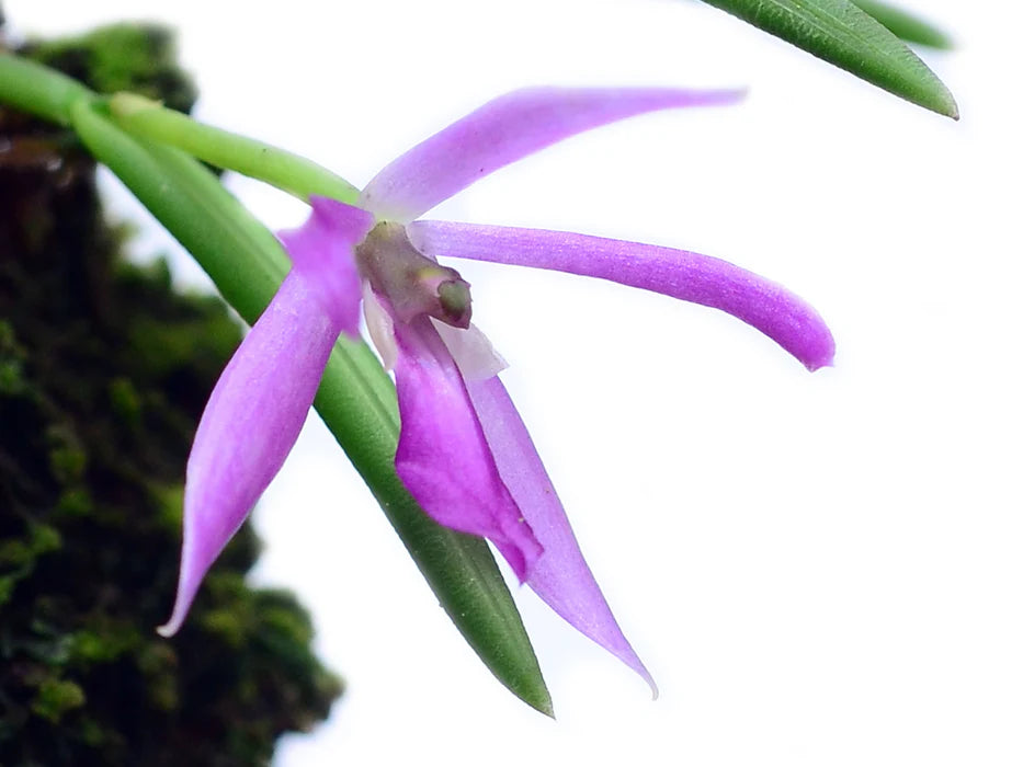 Leptotes pohlitinocoi
