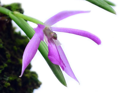 Leptotes pohlitinocoi