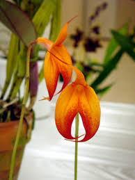 Masdevallia bangii caudas orange