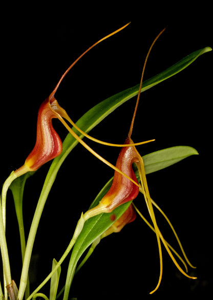 Masdevallia filaria